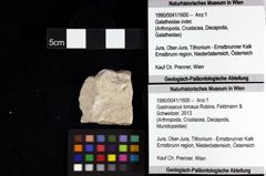 Foto (Objket + Etiketten) von Cracensigillatus acutirostrus (Moericke, 1889) 